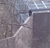 Video: Tinh tinh trèo tường trốn khỏi vườn thú