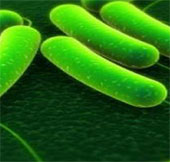 Báo động về chủng E.coli ST131