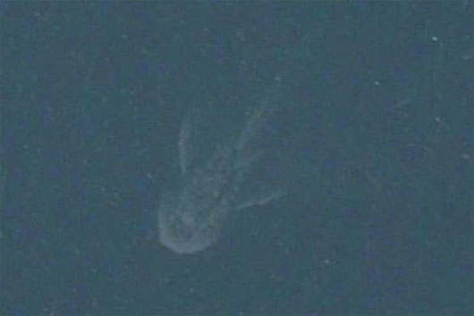Quái vật hồ Loch Ness trở lại sau 18 tháng 