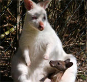 Chuột túi mẹ màu trắng sinh con màu nâu