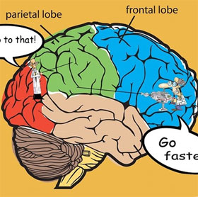 Nghiên cứu cho thấy não bộ có hệ thống "chống mất tập trung"