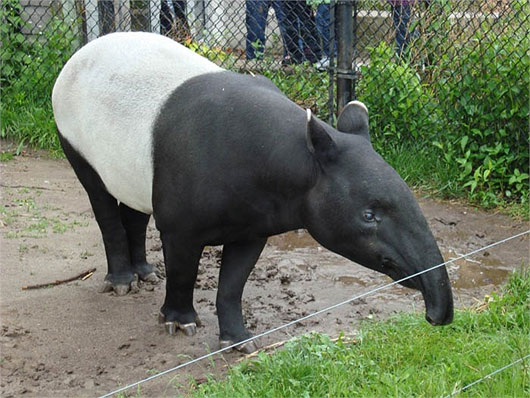 Strange tapir from ancient times