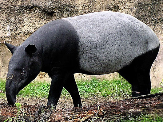 Strange tapir from ancient times