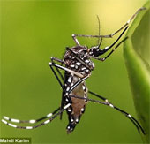 Đột phá mới giúp "tiêu diệt" muỗi trên phạm vi rộng