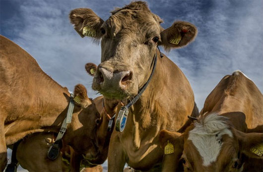 Phát hiện gene “độc hại cho con người” trong phân bò