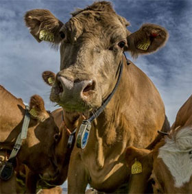 Phát hiện gene "độc hại cho con người" trong phân bò