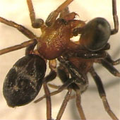 Tại sao nhện cái ăn thịt bạn tình trước khi giao phối?