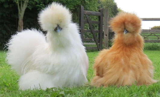 Vẻ đẹp lạ lùng của loài gà Silkie trông như 