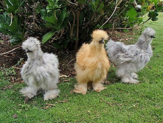 Vẻ đẹp lạ lùng của loài gà Silkie trông như 