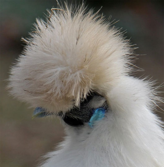 Vẻ đẹp lạ lùng của loài gà Silkie trông như 