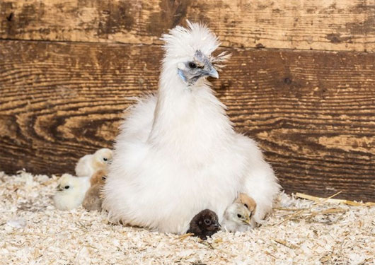 Vẻ đẹp lạ lùng của loài gà Silkie trông như 