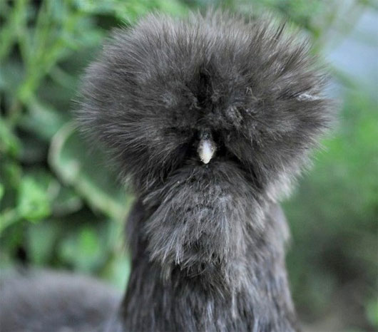 Vẻ đẹp lạ lùng của loài gà Silkie trông như 