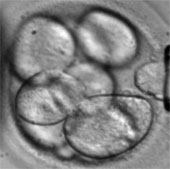 Da nhân tạo đầu tiên trên thế giới từ tế bào gốc
