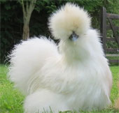 Vẻ đẹp lạ lùng của loài gà Silkie trông như "chó lông xù"