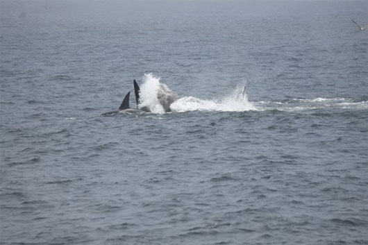 Những con cá voi sát thủ lao vào tấn công cá voi xám mẹ Video: Đàn cá voi hung dữ ăn thịt chính đồng loại