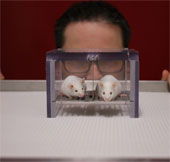 Nghiên cứu trên chuột sai lệch vì "mùi nam giới"
