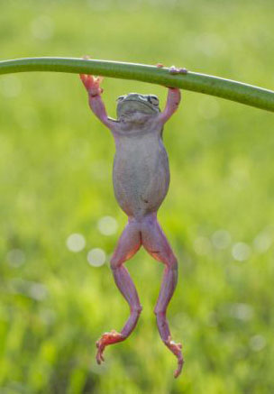 Meme Ếch Xanh Pepe The Frog  Tổng hợp 99 ếch xanh meme  Đại Việt Sài Gòn