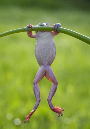 101 hình con ếch dễ thương, đẹp nhất