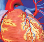Đột phá mới trong phục hồi cơ tim tê liệt sau cơn đau tim