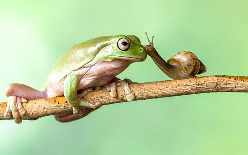 101 hình con ếch dễ thương đẹp nhất