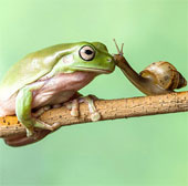 Ảnh đẹp: Ốc sên hôn ếch xanh 