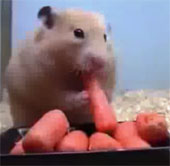 Video: Chú chuột nhỏ bé nuốt chửng 10 củ cà rốt