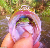 Kỳ lạ ếch “làm tổ” trong cổ họng cá