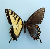 Đôi cánh tuyệt đẹp của các loài bướm "nửa đực nửa cái"