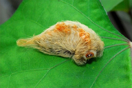 Những sát thủ 
