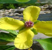 Công bố 3 loài thực vật mới ở Việt Nam