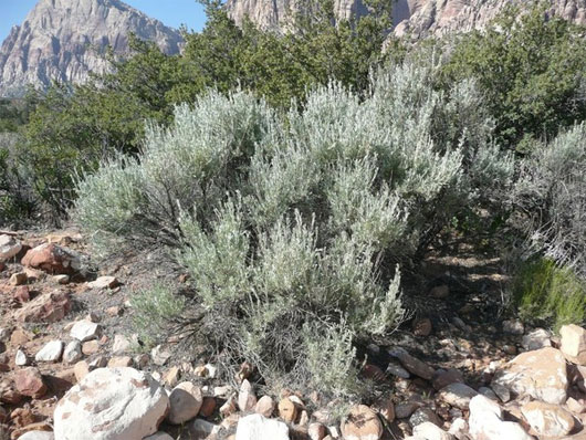 Artemisia tridentate