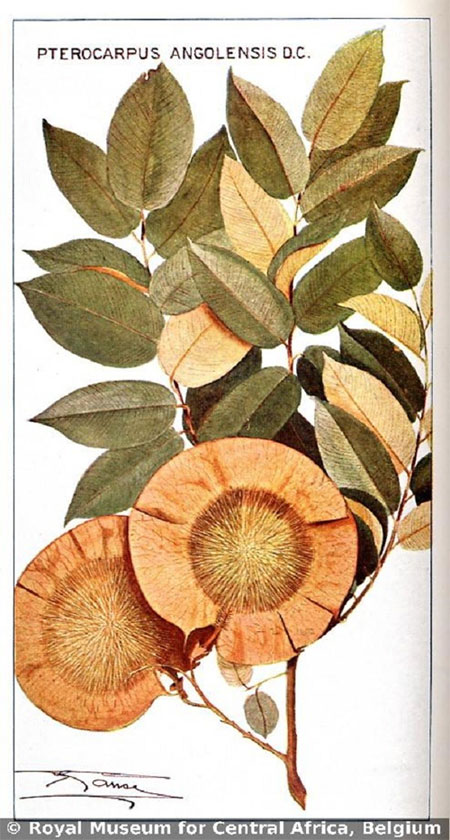 Hạt cây Pterocarpus angolensis cũng có hình dạng đặc biệt