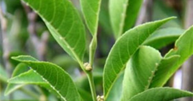 Phát hiện cây siêu hấp thụ niken ở Philippines