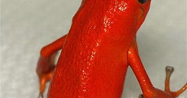 Bảy cách làm mẹ vô cùng kỳ quặc của động vật