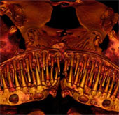 Tìm hiểu loài cá hàm đầy răng nhọn bí ẩn