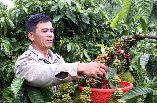 Tây Nguyên lai tạo giống cà phê mới để phát triển bền vững