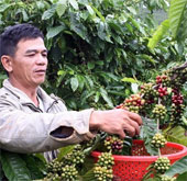 Tây Nguyên lai tạo giống cà phê mới để phát triển bền vững