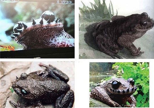 Kỳ lạ loài cóc mọc 