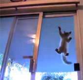 Video: Chú mèo có khả năng leo trèo trên mặt kính và mở cửa