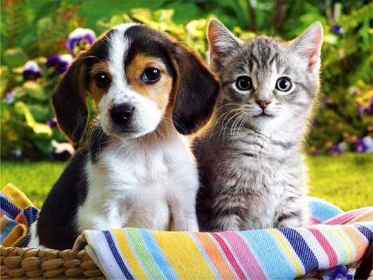 Vì sao con người hay bị mất kiểm soát trước 