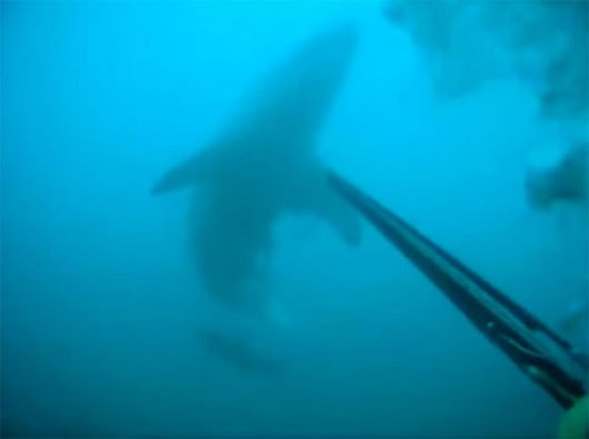 Jimmy Rosem bị con cá mập trắng đe dọa Video: Thợ lặn may mắn sống sót khi đối mặt với cá mập trắng