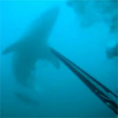 Video: Thợ lặn may mắn sống sót khi đối mặt với cá mập trắng
