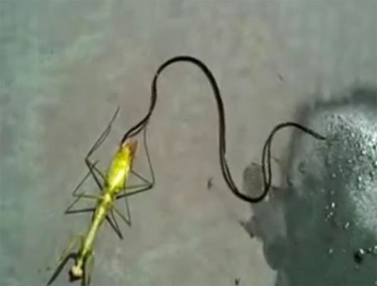Video: Cận cảnh "quái vật" ký sinh chui ra khỏi vật chủ