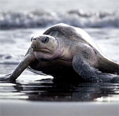 Ấn tượng cảnh hàng trăm nghìn con rùa đổ bộ lên bãi biển