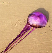 Con sứa tím đầu tiên trên hành tinh