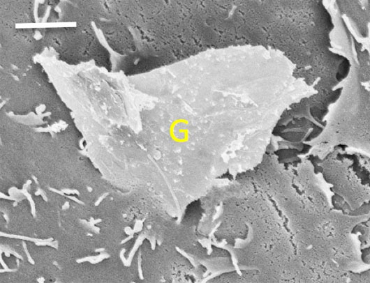 Graphene không thân thiện với con người và môi trường