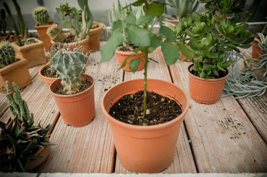 Trồng hoa hồng từ củ khoai tây
