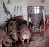 Nhà sáng chế nuôi lợn bằng thức ăn sinh học có thảo dược