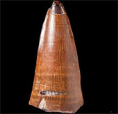 Phát hiện răng động vật biển hóa thạch dài 5,5cm