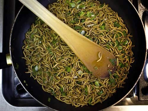 Trung Quốc sẽ cho phi hành gia ăn sâu gạo trên không gian